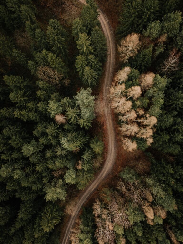 Winding dirt road through a dense forest from above