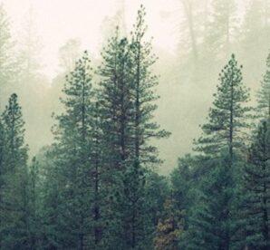 palm trees covered with fog