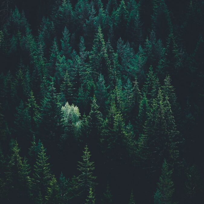 scenery of forest trees